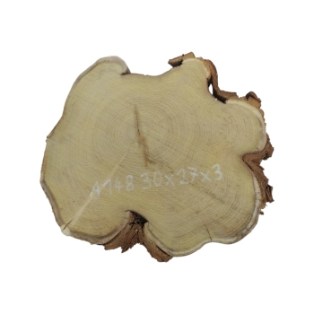 Plaster Akacji 30x27x3cm