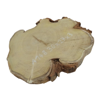 Plaster Akacji 30x27x3cm