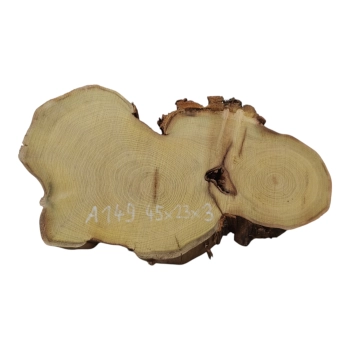 Plaster Akacji 45x23x3cm