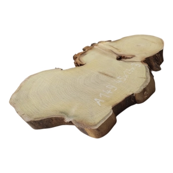 Plaster Akacji 45x23x3cm