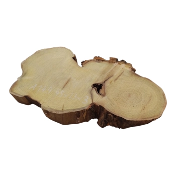 Plaster Akacji 45x23x3cm