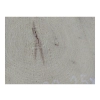 Plaster Akacji 32x25x3cm