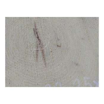 Plaster Akacji 32x25x3cm