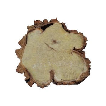 Plaster Akacji 31x30x3cm