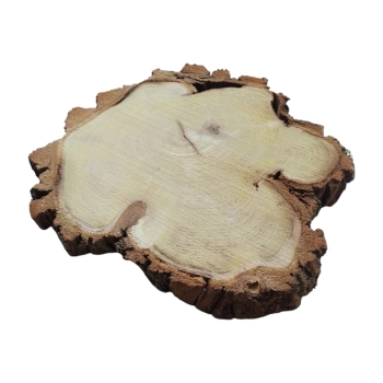 Plaster Akacji 31x30x3cm