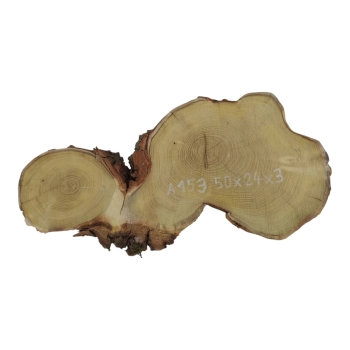 Plaster Akacji 50x24x3cm