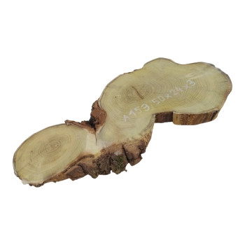 Plaster Akacji 50x24x3cm