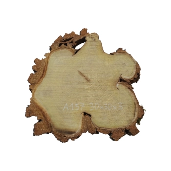 Plaster Akacji 30x30x3cm