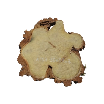 Plaster Akacji 30x33x3cm