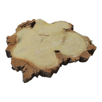 Plaster Akacji 30x33x3cm