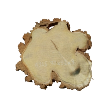 Plaster Akacji 30x32x3cm