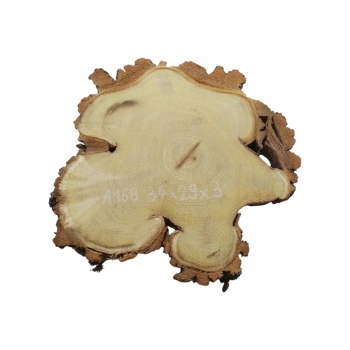 Plaster Akacji 34x29x3cm