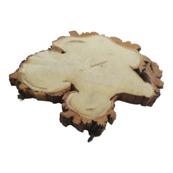 Plaster Akacji 34x29x3cm