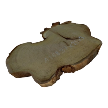 Plaster Akacji 37x25x3cm