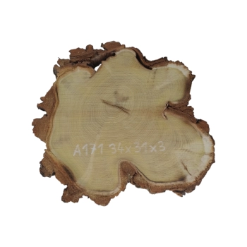 Plaster Akacji 34x31x3cm