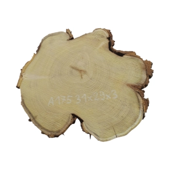 Plaster Akacji 31x29x3cm