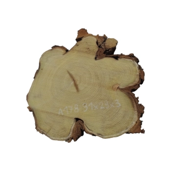 Plaster Akacji 31x29x3cm