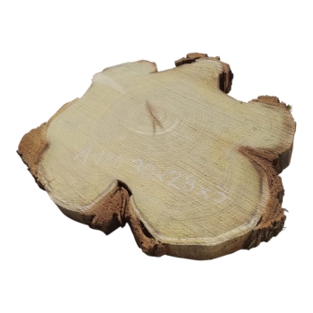 Plaster Akacji 30x28x3cm