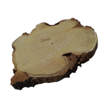 Plaster Akacji 31x29x3cm