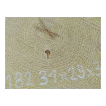 Plaster Akacji 31x29x3cm