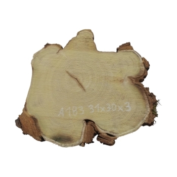 Plaster Akacji 31x30x3cm