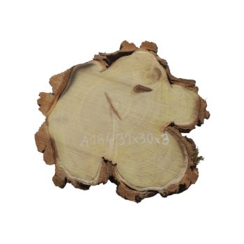 Plaster Akacji 31x30x3cm