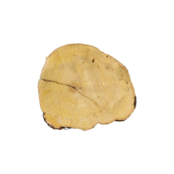 Plaster Akacji 34x31x3,5cm