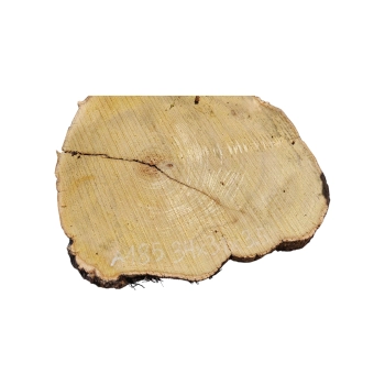 Plaster Akacji 34x31x3,5cm