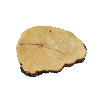 Plaster Akacji 34x31x3,5cm