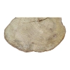 Plaster Akacji 35x30x3,5cm