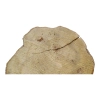 Plaster Akacji 35x30x3,5cm