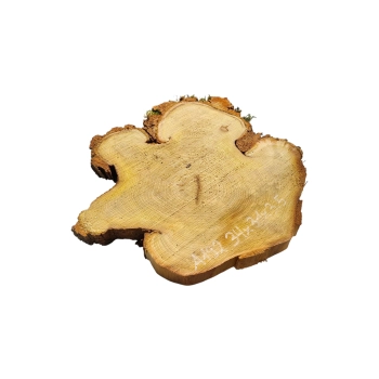 Plaster Akacji 34x31x3,5cm