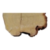 Plaster Akacji 28x26x5cm