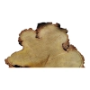 Plaster Akacji 35x32x3,5cm