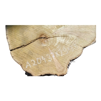 Plaster Akacji 37x29x3,5cm