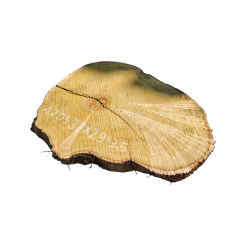 Plaster Akacji 37x29x3,5cm