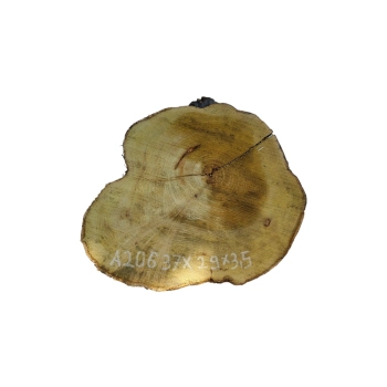 Plaster Akacji 37x29x3,5cm