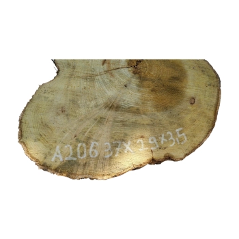 Plaster Akacji 37x29x3,5cm