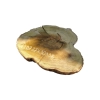 Plaster Akacji 37x30x3,5cm