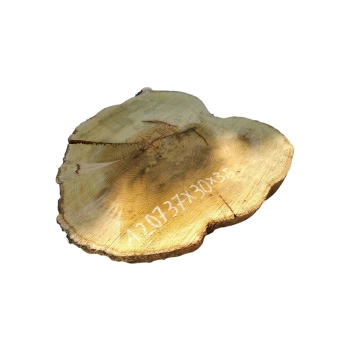 Plaster Akacji 37x30x3,5cm