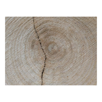 Plaster Czereśni 31x27x3cm