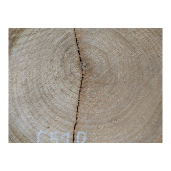 Plaster Czereśni 30x28x3cm