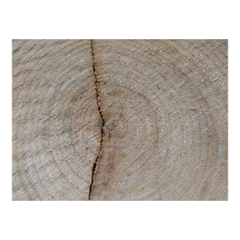 Plaster Czereśni 30x28x3cm