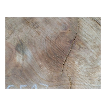 Plaster Czereśni 40x28x3cm