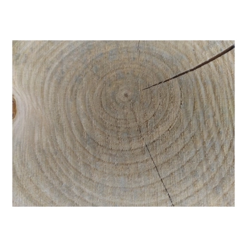 Plaster Czereśni 33x27x3cm