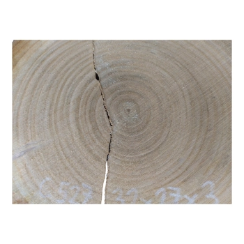 Plaster Czereśni 32x27x3cm