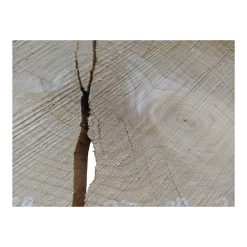Plaster Czereśni 37x29x3cm