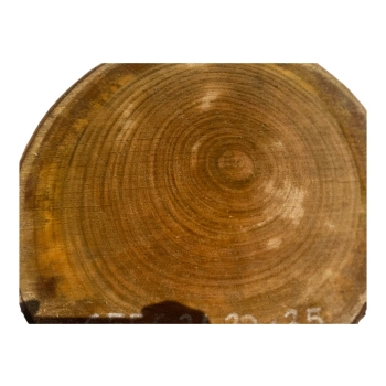 Plaster Czereśni 31x30x3,5cm