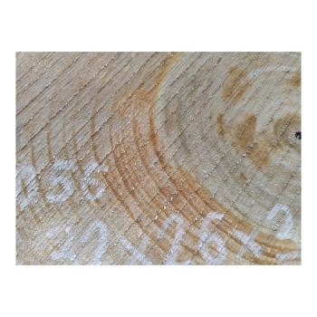 Plaster Orzecha Włoskiego 32x26x3cm