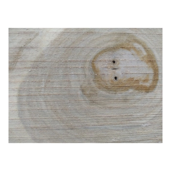 Plaster Orzecha Włoskiego 36x31x3cm